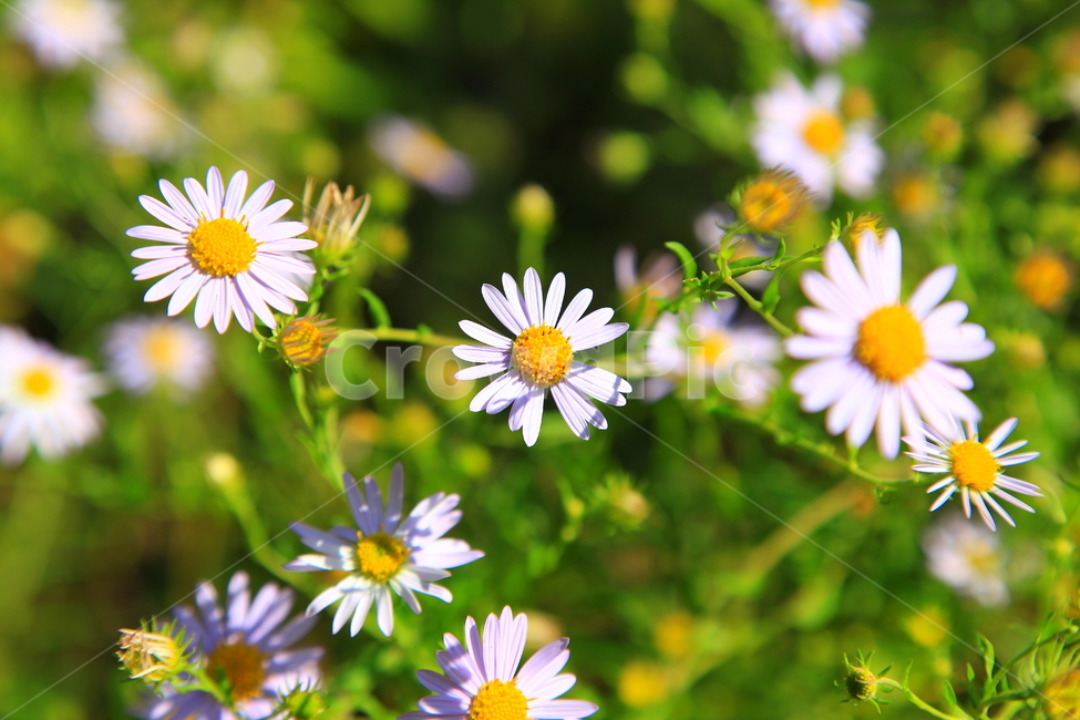 들국화,가을,꽃,가을꽃,배경,자연,식물,자연,plants,nature,꽃,flower