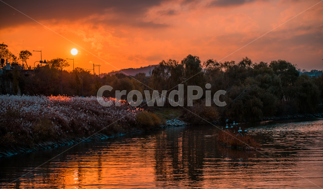light,갈대밭,노을,빛,flare,플레어,한국,자연,한국자연경관,갈대,한국자연풍경,korea,nature,plant,식물,redsky,붉은하늘,dusk,황혼,sunset,일몰,sky,하늘,sunlight,햇빛,풍경,landscape,한강,서래섬,골든아워,자연,풍경,nature,landscape