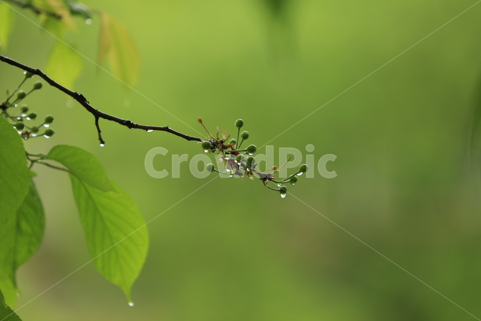 봄비,빗방울,풋풋함,연두,산뜻함,나뭇잎,시원함,봄,식물,자연,plants,nature