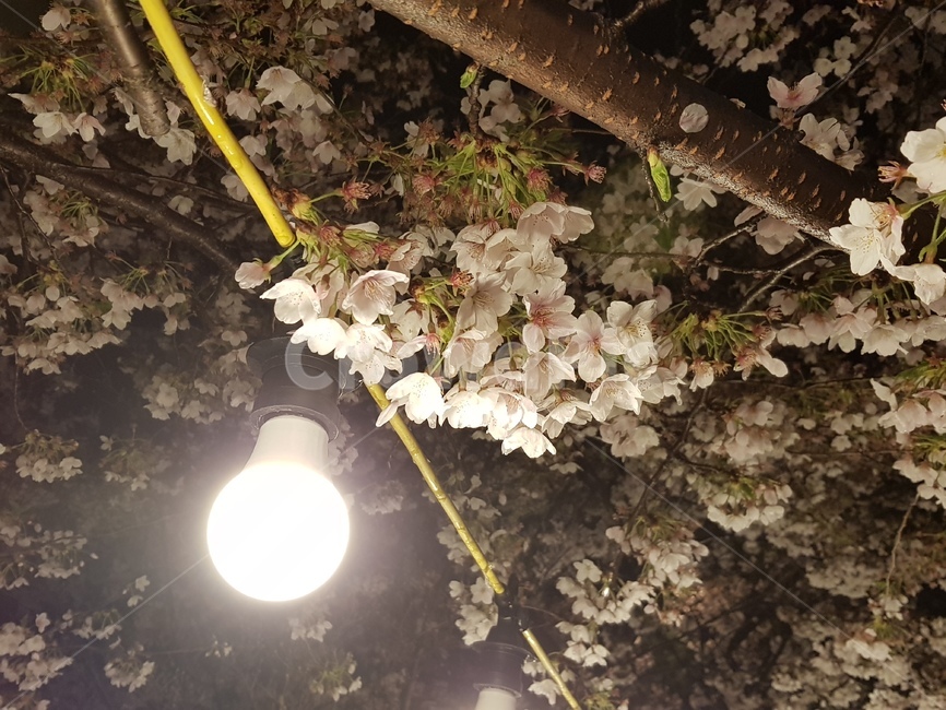 벚꽃,밤,조명,꽃,나무,전구