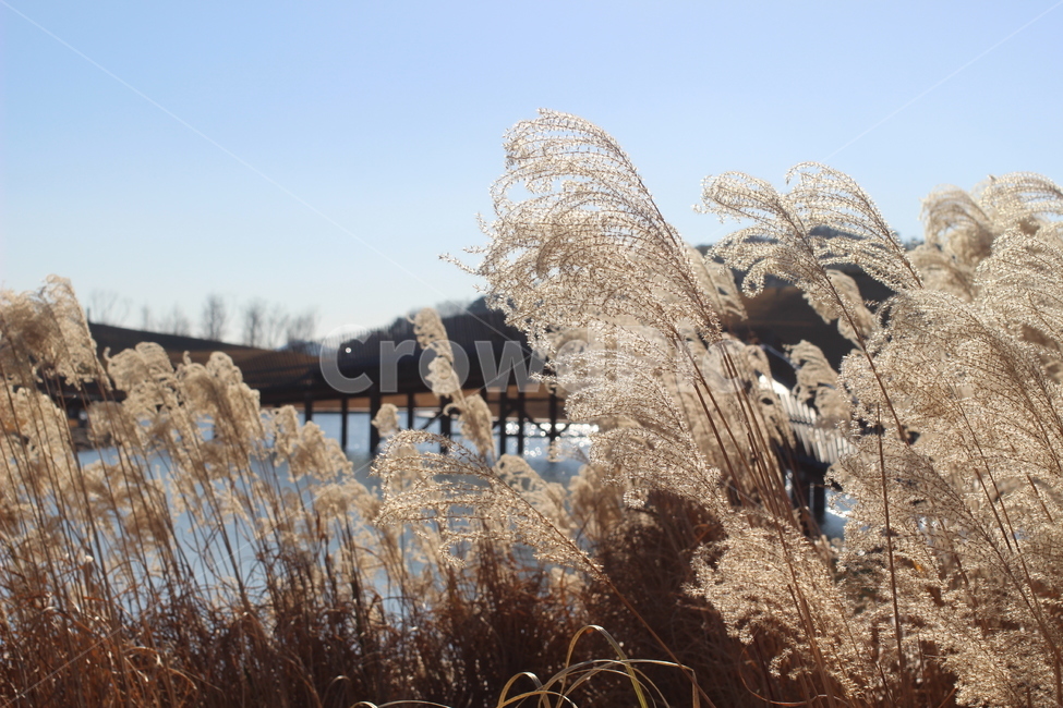 갈대,가을,겨울,순천만,배경,하늘,가을,계절,fall,autumn,season,plant,식물,grass,잔디,lawn,reed