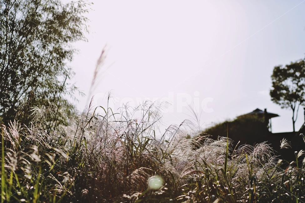 갈대,하늘,공원,sky,reed,park,sunlight,가을,계절,fall,autumn,season,grass,잔디,plant,식물,lawn