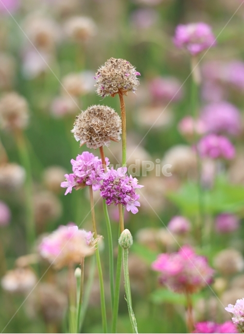 아르메니아,분홍,하얀,봄,자연,식물,자연,plants,nature,꽃,flower