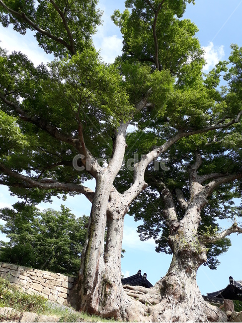 연근지,해남대흥사,나무,뿌리,식물,이웃,돌담,대흥사,연리지,식물,자연,plants,nature,나무,trees,wood