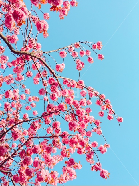 봄,벚꽃,나무,자연,하늘,꽃,분홍,봄,계절,spring,season,식물,자연,plants,nature,꽃,flower,plant,blossom