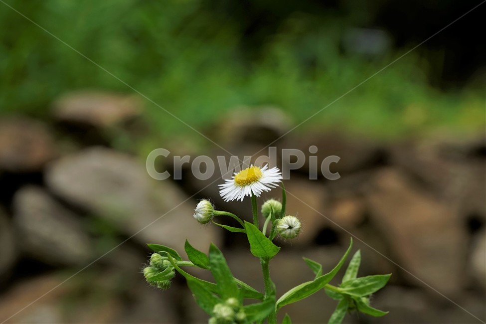 개망초,귀화식물,계란모양,노랑,하양,잡초,식물,자연,daisyfleabane
