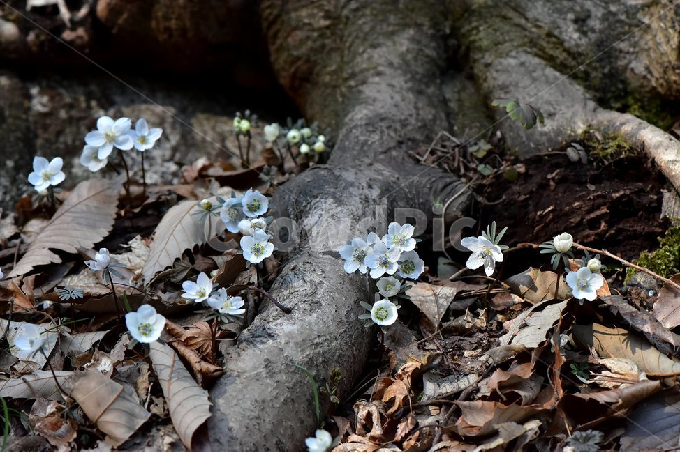 변산바람꽃,2018년,3월,야생화,꽃,생태,식물,자연,들꽃,산꽃,봄,감성,힐링,플라워,계절,시즌,wild,Flower,plants,nature,spring,season,배경,나무,목본,풀,초본,미나리아재비과,너도바람꽃속,flower,생태사진,봄꽃,변산,원조,자생지,오리지널,봄,계절,spring,season,식물,자연,plants,nature,꽃,flower,plant,blossom,geranium,제라늄