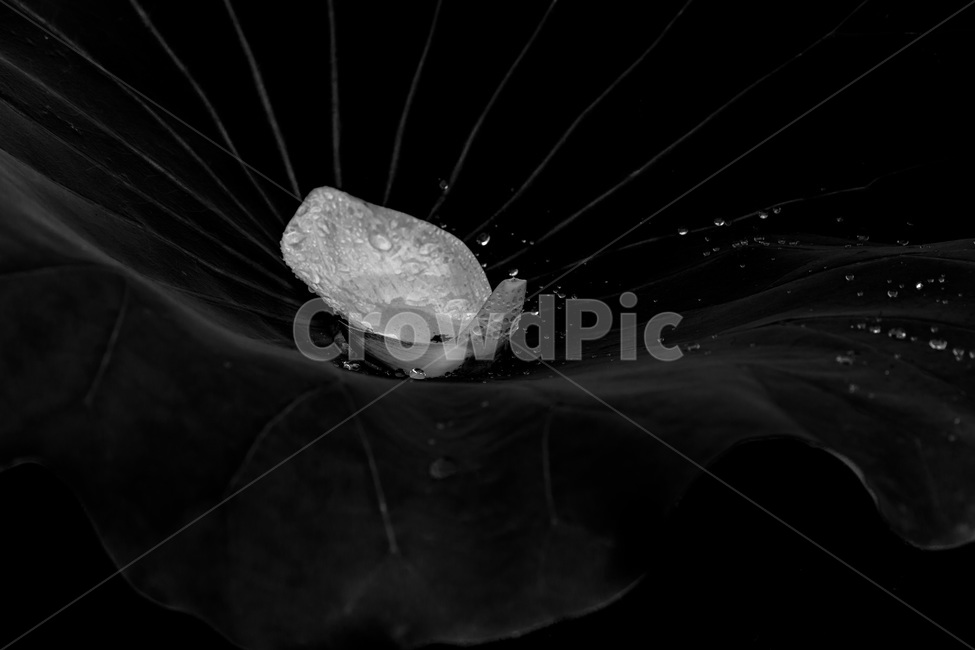관곡지,생태공원,연잎,물방울,감성,연,식물,낙화,연꽃,꽃잎,식물,자연,plants,nature,흑백,모노톤,monochrome,black and white