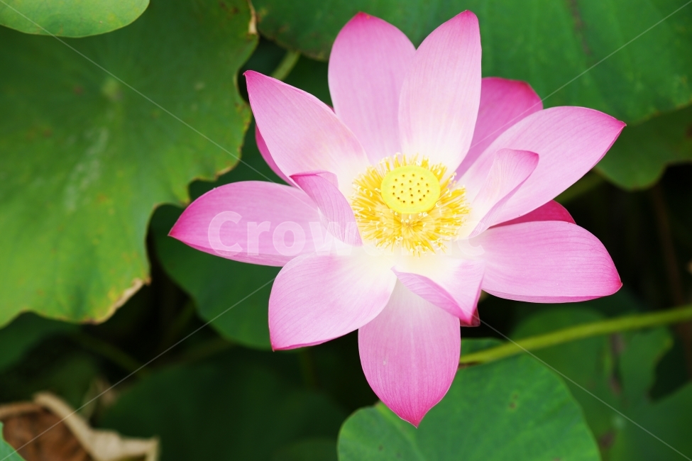 연꽃,경주연꽃,분홍연꽃,경주안압지연꽃,경주,식물,자연,plants,nature,꽃,flower