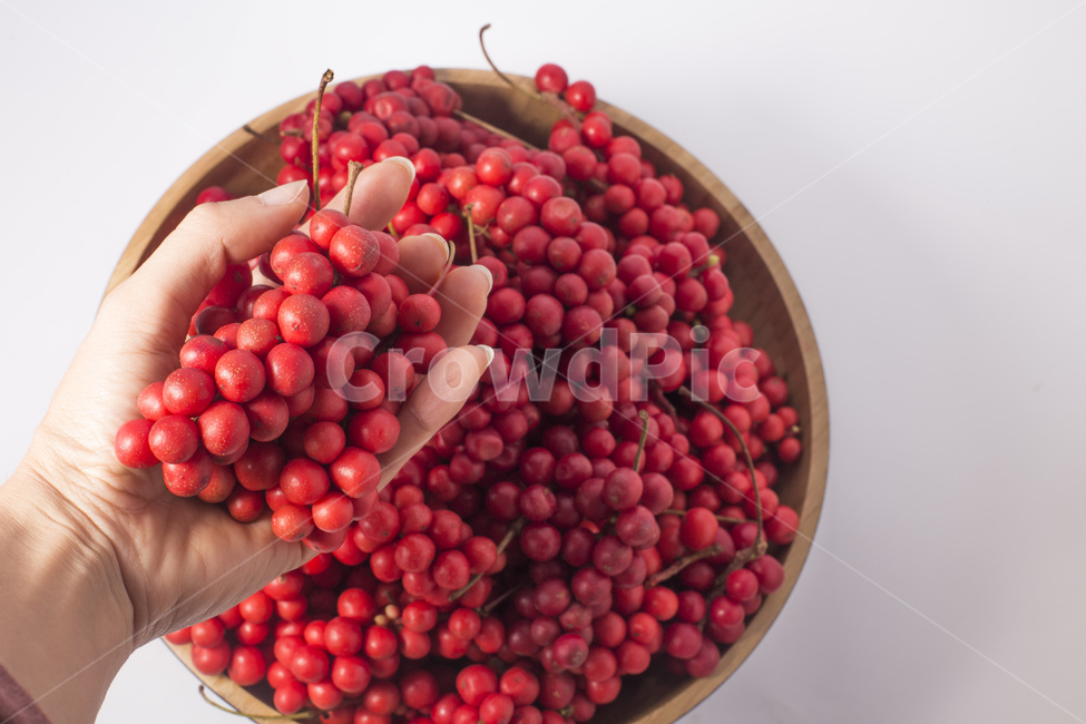 오미자,열매,과일,레드,빨강,단만,짠만,신맛,매운맛,쓴맛,오미자청,음식,식재료,요리,food,cook,meal,dishes,food reserves,과일,열매,fruit