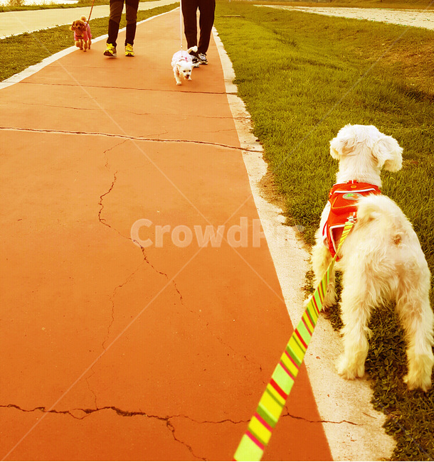wait,work out,jogging,riverbank,Nice to meet you,longing,puppy,road,grass,leash,walk