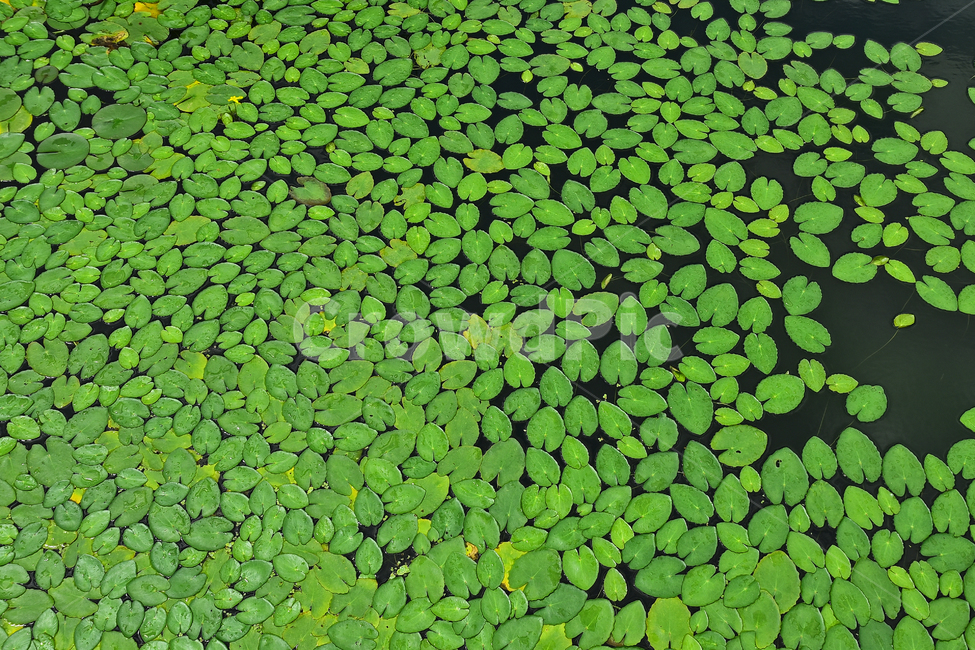 수생식물,식물,패턴,아름다움,waterlily,배경,바탕,백그라운드,녹색,pattern,background,green,노랑어리연,연잎