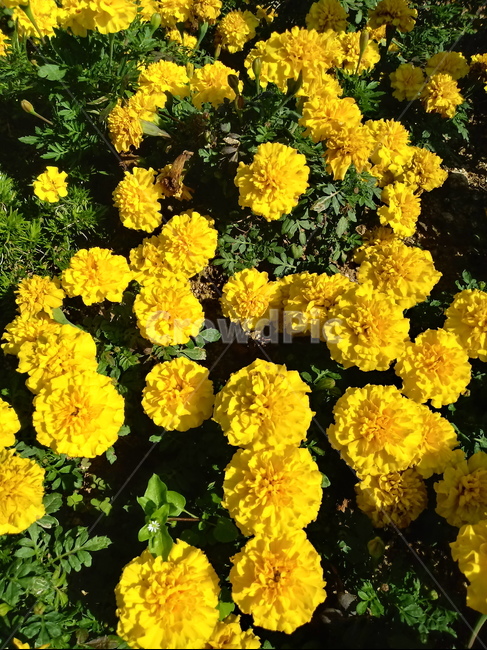 금잔화,금송화,金松花,옥동동화,성주화,당금잔,식물,꽃,plant,flower,potmarigold,관상용,한해살이풀,식물,자연,plants,nature,꽃,flower