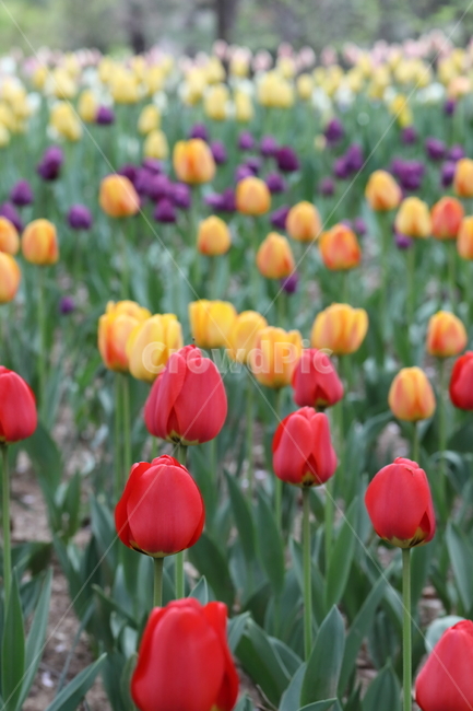 꽃,튤립,꽃길,꽃밭,봄,계절,공원,자연,풍경,색깔,flowers,tulips,spring,field,park,landscape,nature,colors,colorful,season,봄날,봄,계절,spring,season,식물,자연,plants,nature,꽃,flower,plant,blossom