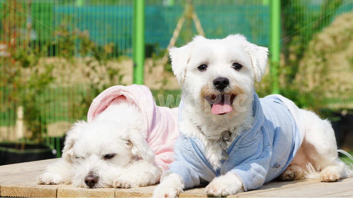 애견,반려견,강아지,도그,동물,동물,animal,포유류,mammal,개,강아지,dog,doggy