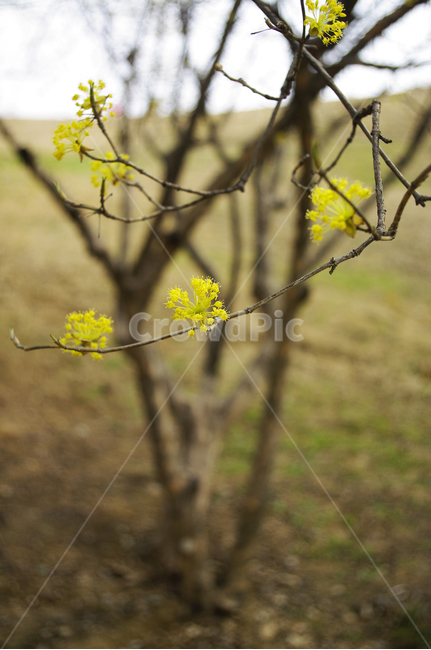 산수유,자연,nature,식물,plant,꽃,flower,나무,봄,spring,계절,봄,계절,spring,season,식물,자연,plants,nature,꽃,flower