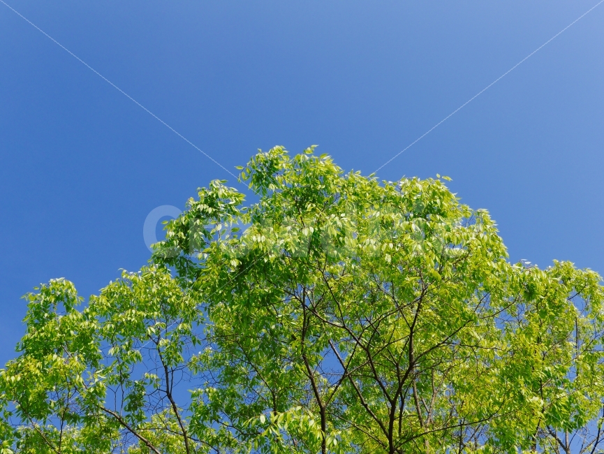 푸른색,봄,나무,초록색,녹색,사진,감성사진,식물,자연,plants,nature,나무,trees,wood