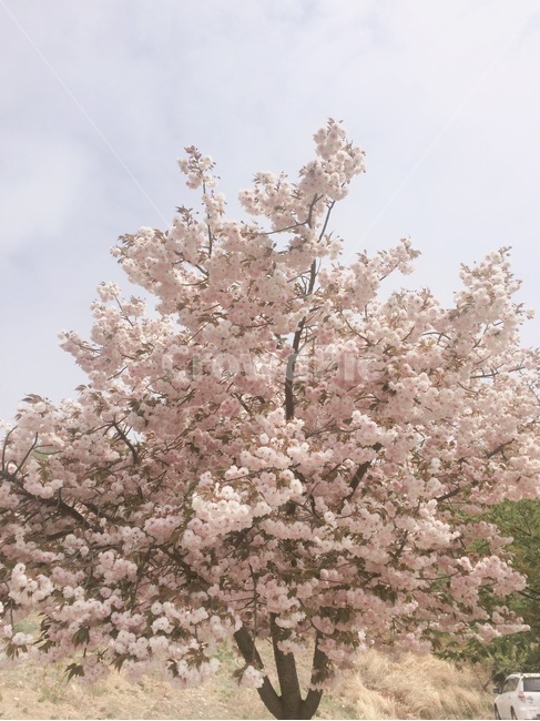 꽃,벚꽃,나무,봄,배경,은은한,봄,계절,spring,season,자연,풍경,nature,landscape,plant,식물,flower,blossom