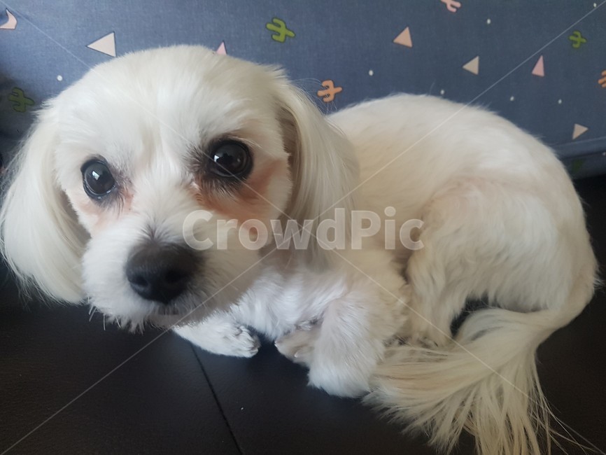 강아지,개,말티즈,애견,반려견,동물,animal,포유류,mammal,개,강아지,dog,doggy