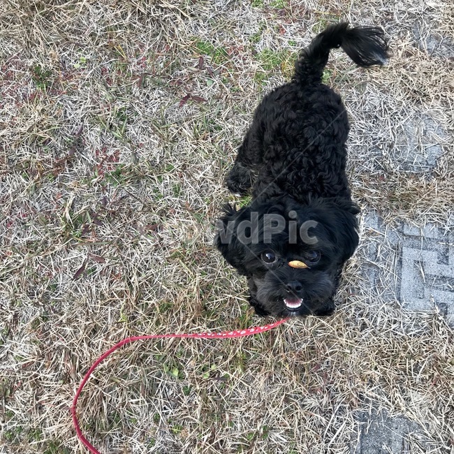 강아지,낙엽,애견산책,산책,반려견,가을,개,강아지,dog,doggy