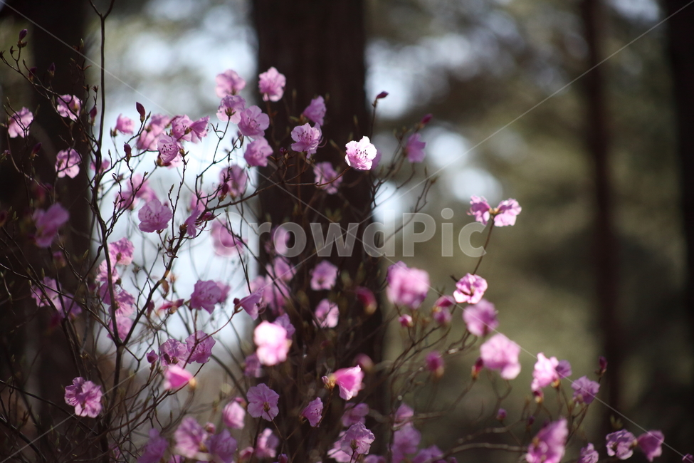 진달래,꽃,두견화,koreanrosebay,봄