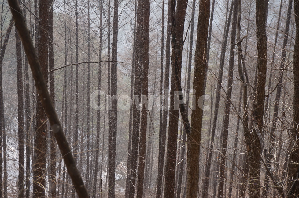 느낌,나무,겨울,산,영표,겨울,계절,winter,season,자연,풍경,nature,landscape,tree,plant,식물