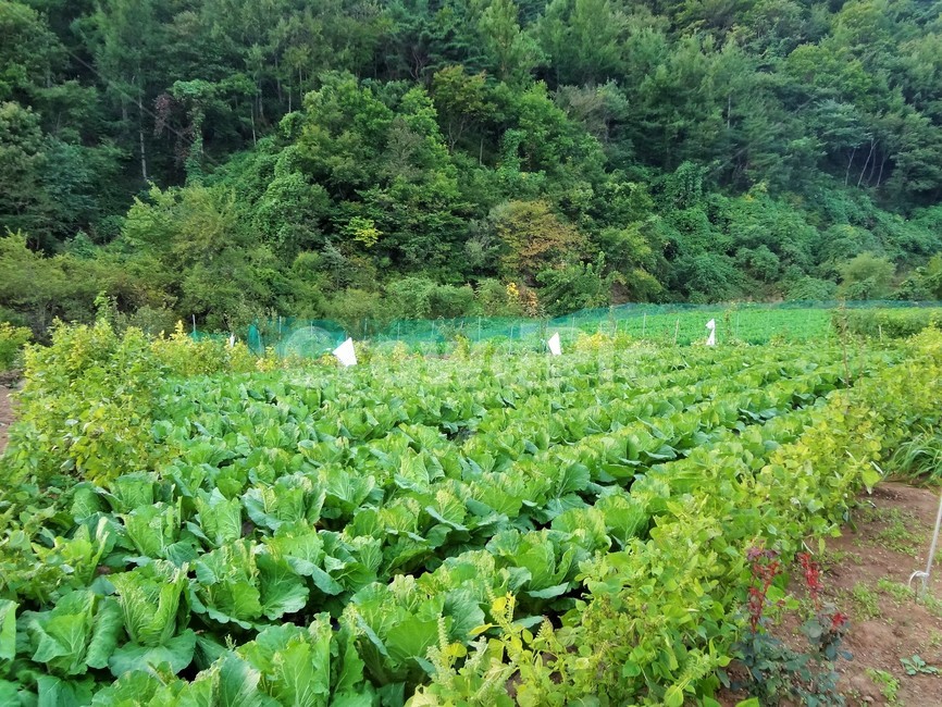 배추,배추밭,김장,농촌,농촌풍경,귀농,귀촌,채소,산업,industry,industrial,농업,농사,agriculture,farming,farming industry