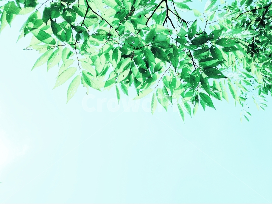 초록,나무,여름,식물,계절,자연,nature,plant,abstract,background,treeleaf,tree,자연,풍경,nature,landscape,식물,plants,green,leaf,잎