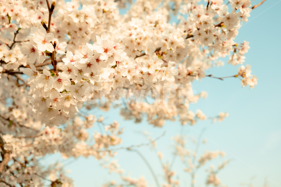 벚꽃,꽃,봄,벚꽃나무,감성,자연,flower,cherryblossom