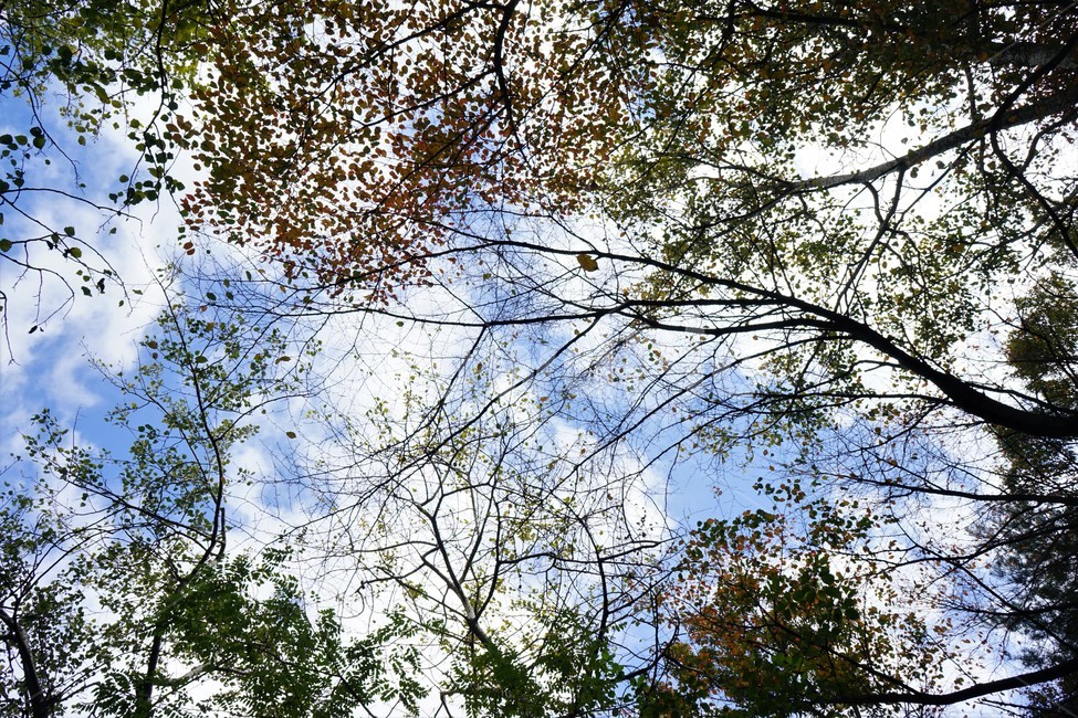 나무,녹색,숲,초가을,자연,nature,trees,green,woods,fall,autumn,sky,blue,자연,풍경,nature,landscape,tree,plant,식물,tree trunk,나무 줄기