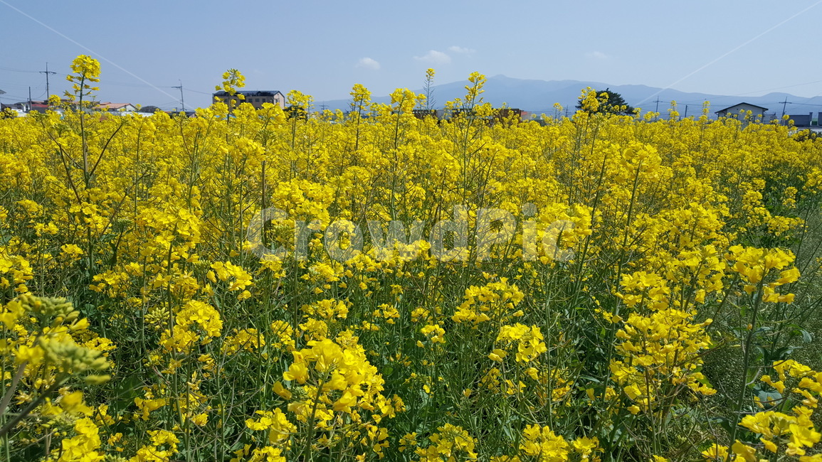 유채꽃,outdoors,옥외,nature,자연,farm,식물,plant