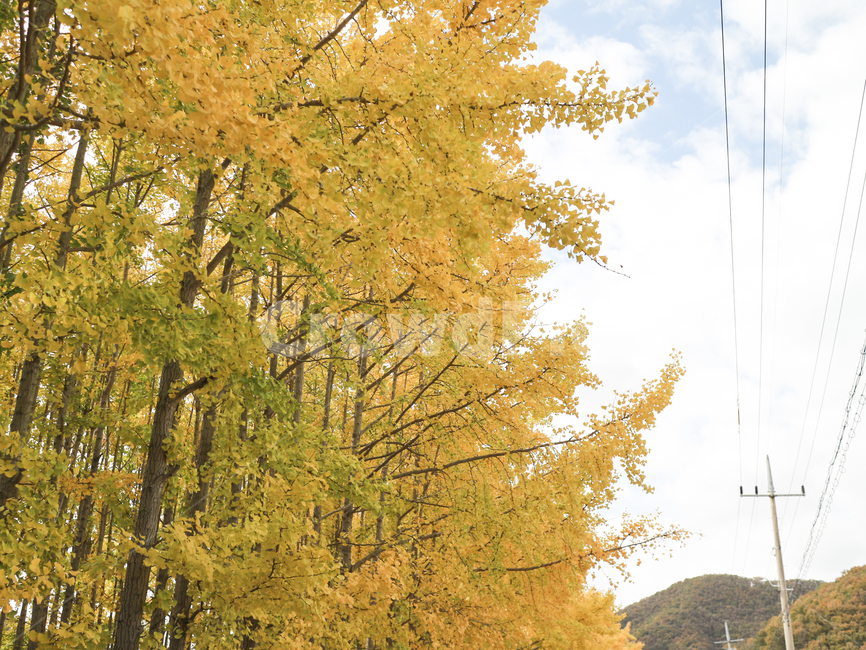 tree,plant,식물,은행나무,은행잎,은행,노란색,노란,노랑,하늘,하늘색,sky,가을,가을하늘,숲,나무,나뭇가지,전봇대,대자연,자연,natural,가을,계절,fall,autumn,season