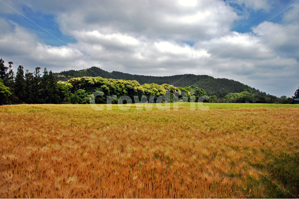 갑마장길,제주도,표선면,가시리,청보리밭,농작물,오름,보리밭,자연,풍경,nature,landscape