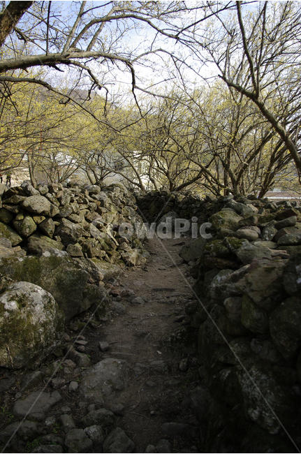 돌담,돌담길,산수유,나무,꽃봉오리,봄,봄날,봄풍경,봄꽃,감성,spring,flower,봄길,산책,봄나들이,식물,꽃,봄,계절,spring,season,자연,풍경,nature,landscape,한국자연풍경,한국자연경관,korea nature landscape,rubble,파편,ground,바닥,wall,벽,slate,슬레이트