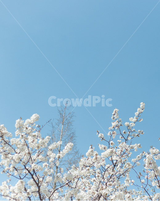 spring flowers,spring,sky,Cherry Blossom,flower