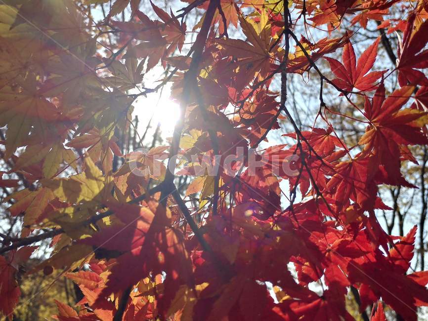 단풍,가을단풍,가을,엽록소,maple,plant,식물,leaf,잎,가을,계절,fall,autumn,season