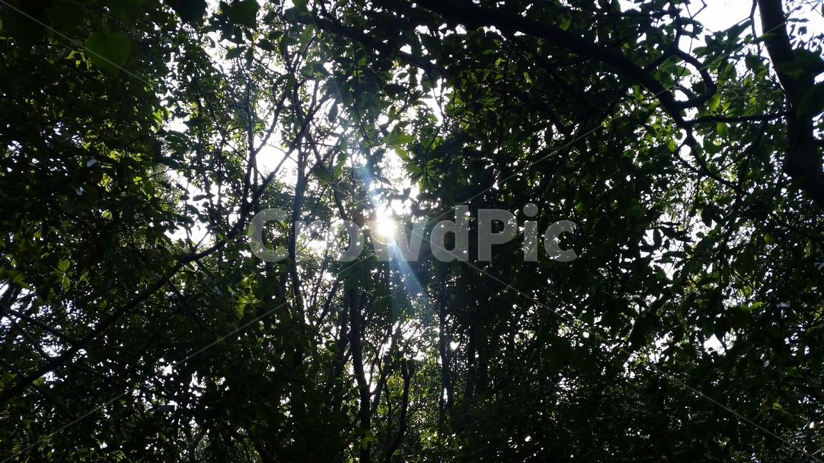 나무,숲,산책,바위,산책로,tree,식물,wood,forest,덤불숲,삼림지대,thicket,grove,woodland,walk,trail,오솔길,path