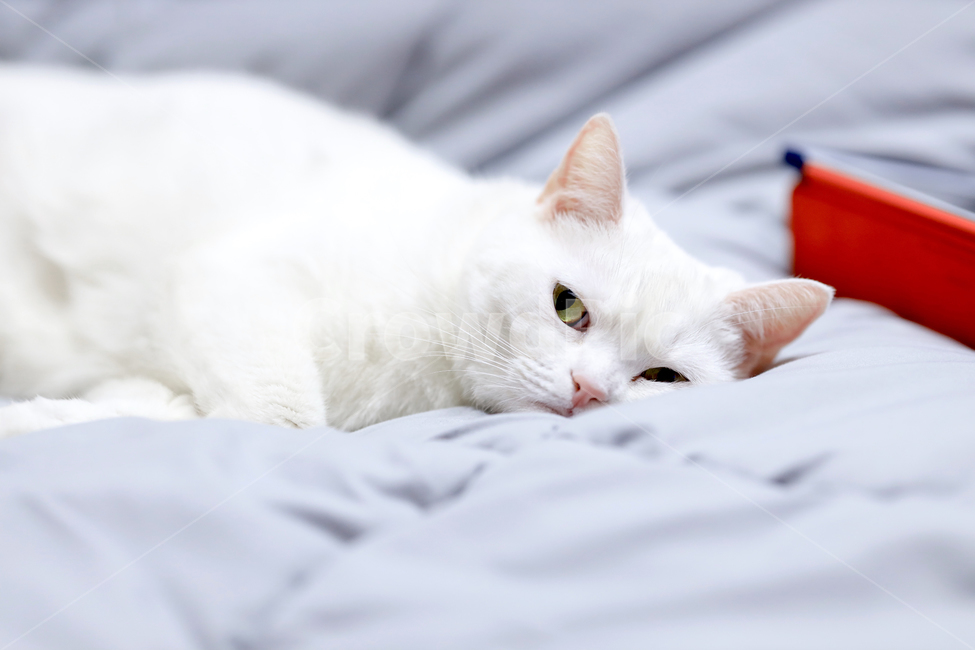공양이,브리티쉬숏헤어,브숏,흰고양이,집고양이,반려묘,반려동물,동물,cat,동물,animal,포유류,mammal,고양이,cat,kitten,kitty