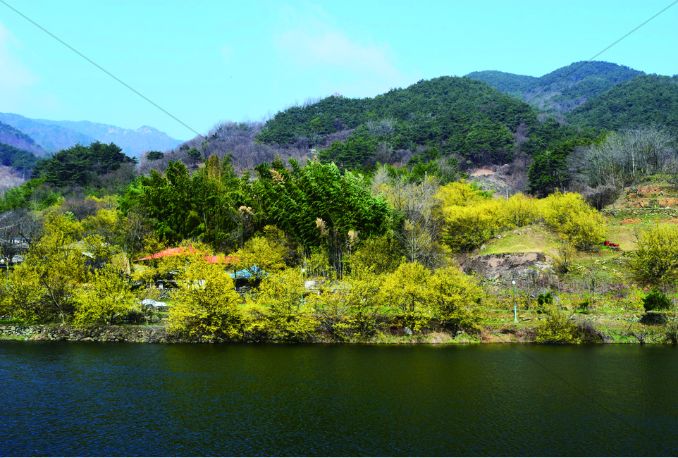 산,봄,산수유꽃,강가,마을,자연,풍경,nature,landscape,outdoors,옥외,water,물