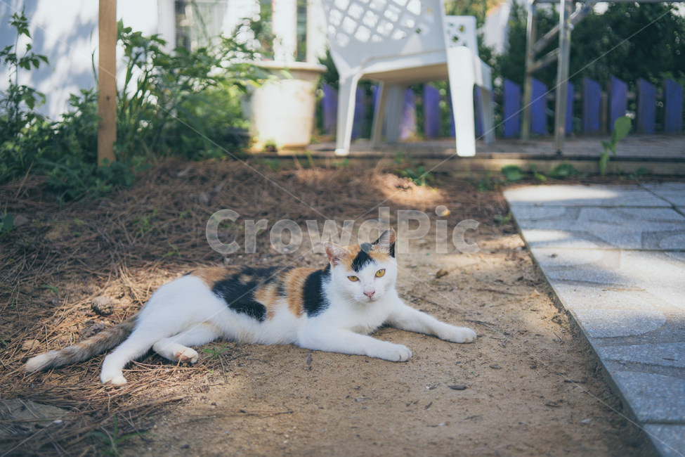 고양이,길고양이,고양이새끼,새끼고양이,포유류,동물,반려동물,애완동물,cat,pet,animal,mammal,kitten,kitty,동물,animal,포유류,mammal,고양이,cat,kitten,kitty
