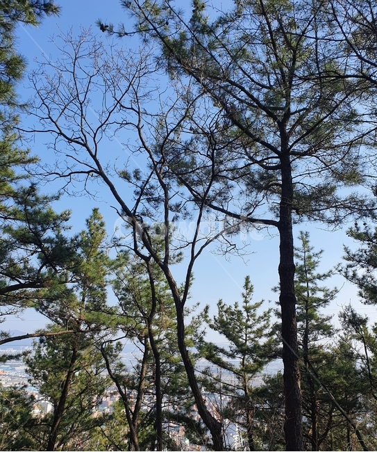 tree,나무,plant,식물,fir,전나무,하늘,sky,식물,자연,plants,nature,나무,trees,wood