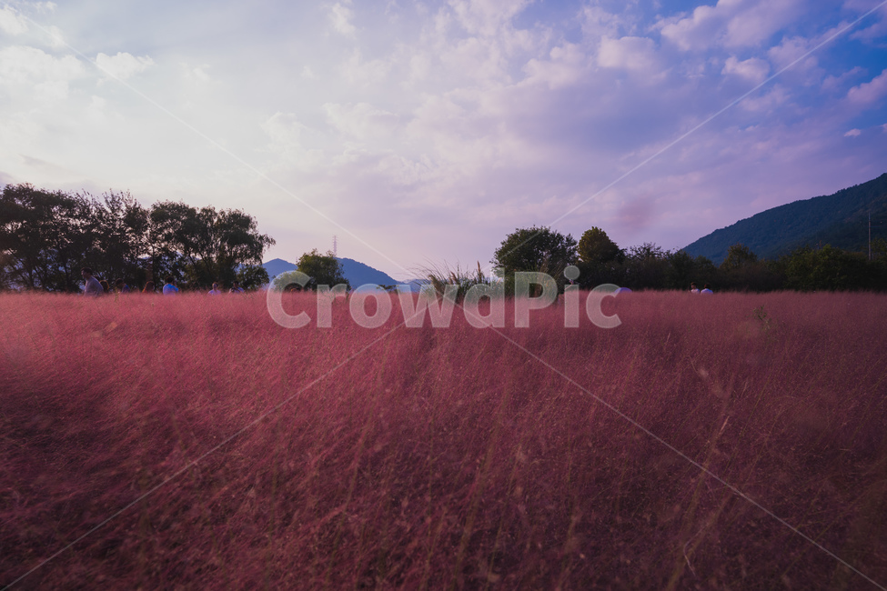 핑크뮬리,핑크색,갈대,자연,배경,가을,계절,season,식물,palnt,가을,계절,fall,autumn,season