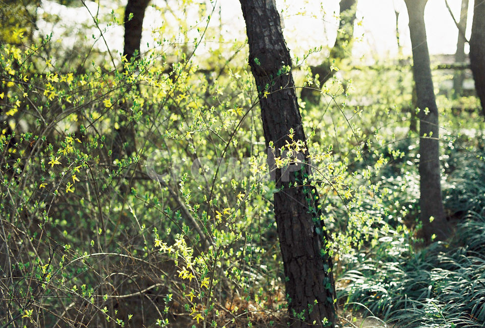 초록,새싹,초봄,나뭇잎,봄,4월,식물,자연,나무,spring,flower,계절,식물,자연,plants,nature,나무,trees,wood,감성,sensible,feeling,휴식,힐링,rest,relaxation,healing