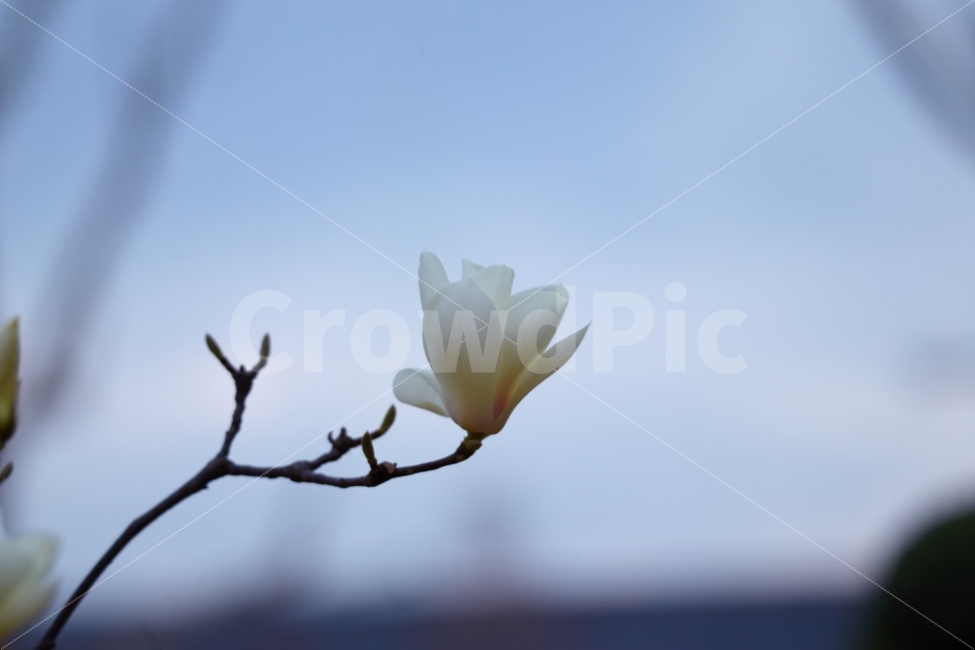 누끼,봄,목련,백색,순수,봄비,식물,자연,plants,nature,봄,계절,spring,season,꽃,flower,plant