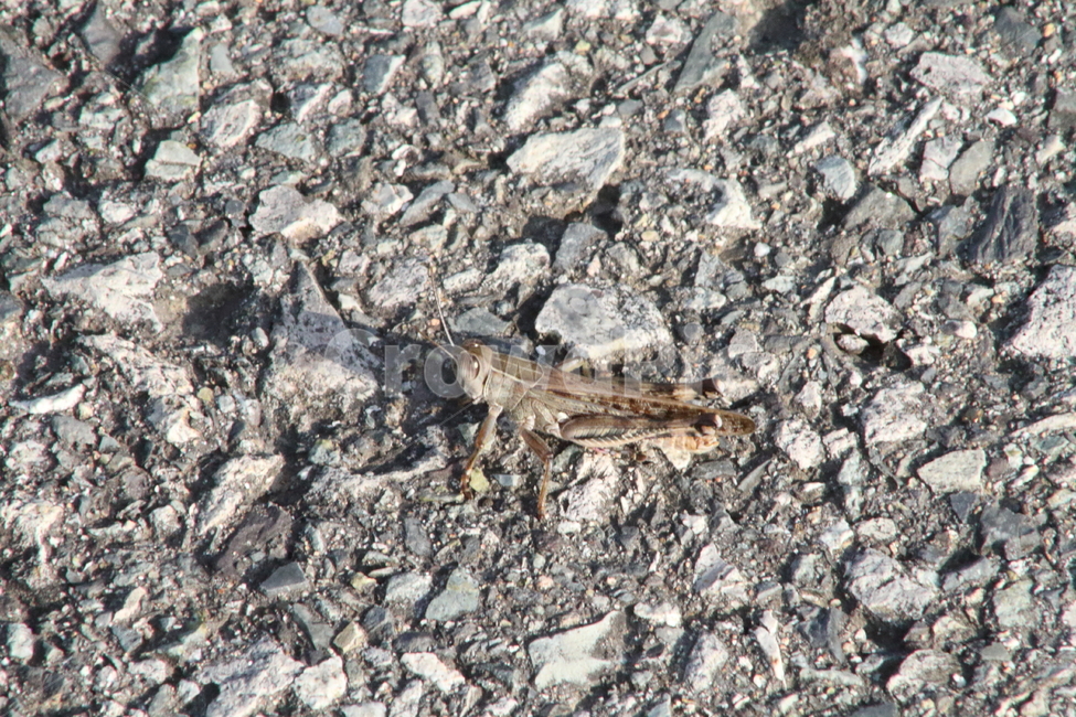 메뚜기,곤충,절지동물,동물,locust,동물,animal,곤충,벌레,insect,bug