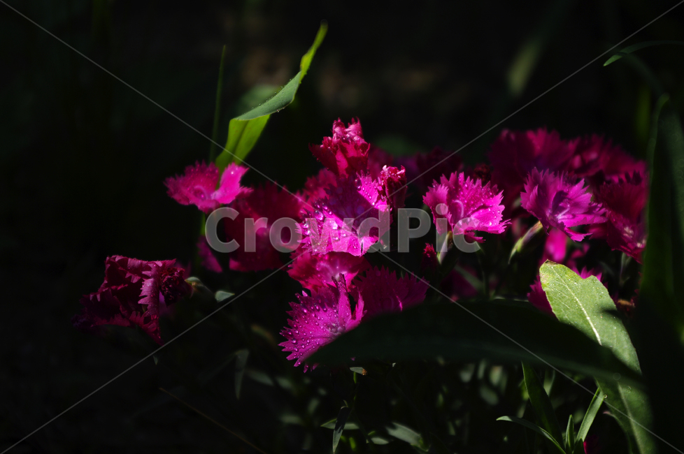 꽃,식물,flower,plant,패랭이꽃,식물,자연,plants,nature,꽃,flower