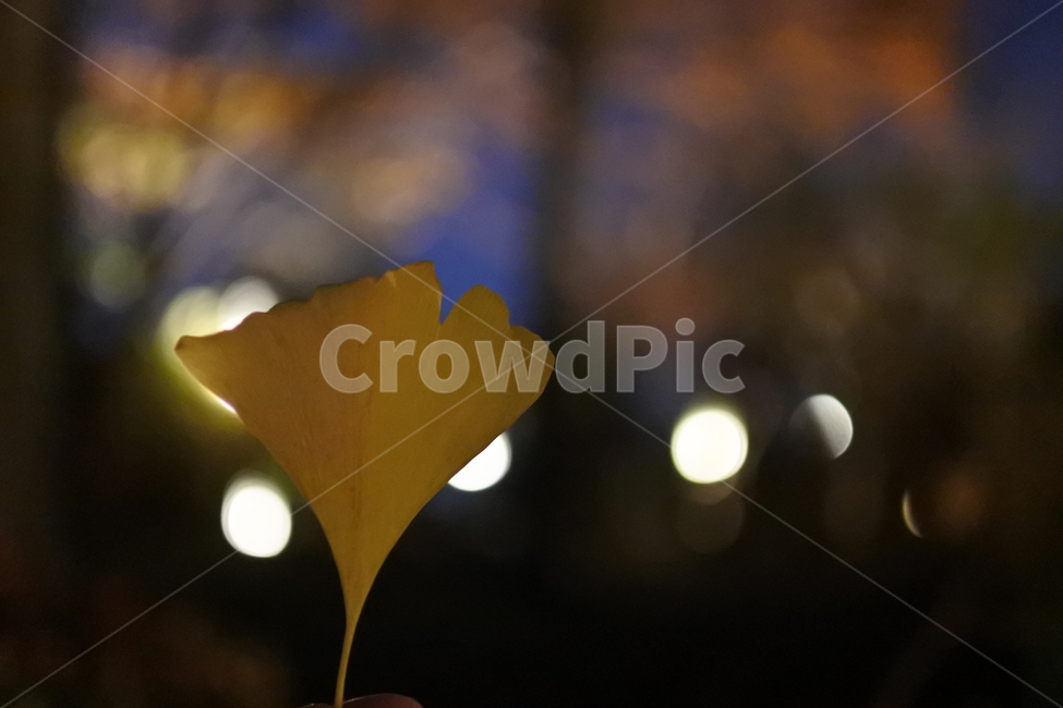 은행잎,은행나무잎,가을,잎,leaf,plant,식물,빛,light,flare,가을,계절,fall,autumn,season,플레어