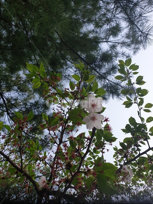 꽃,나무,하늘,소나무,풍경