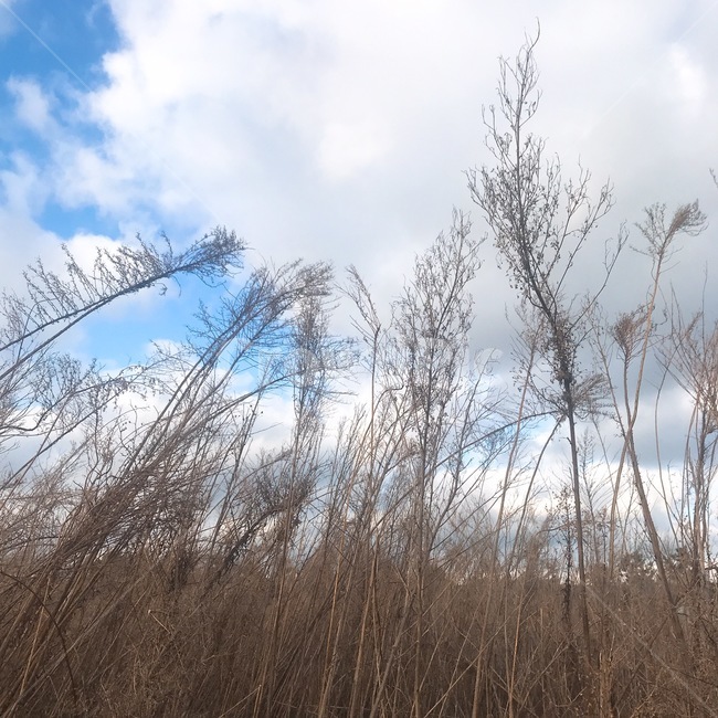 갈대,억새,가을,하늘,구름,높음,감성,빈티지,가을,계절,fall,autumn,season,자연,풍경,nature,landscape,tree,나무,plant,식물,grass,잔디