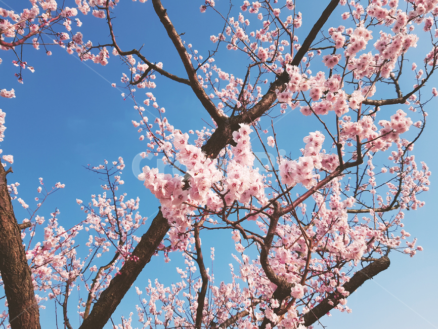 벚꽃,나무,봄,바람,spring,tree,plant,식물,감성,자연,cherryblossoms,flower,nature,꽃,sensibility,view,landscape,scenery,힐링,healing,scene,봄,계절,spring,season